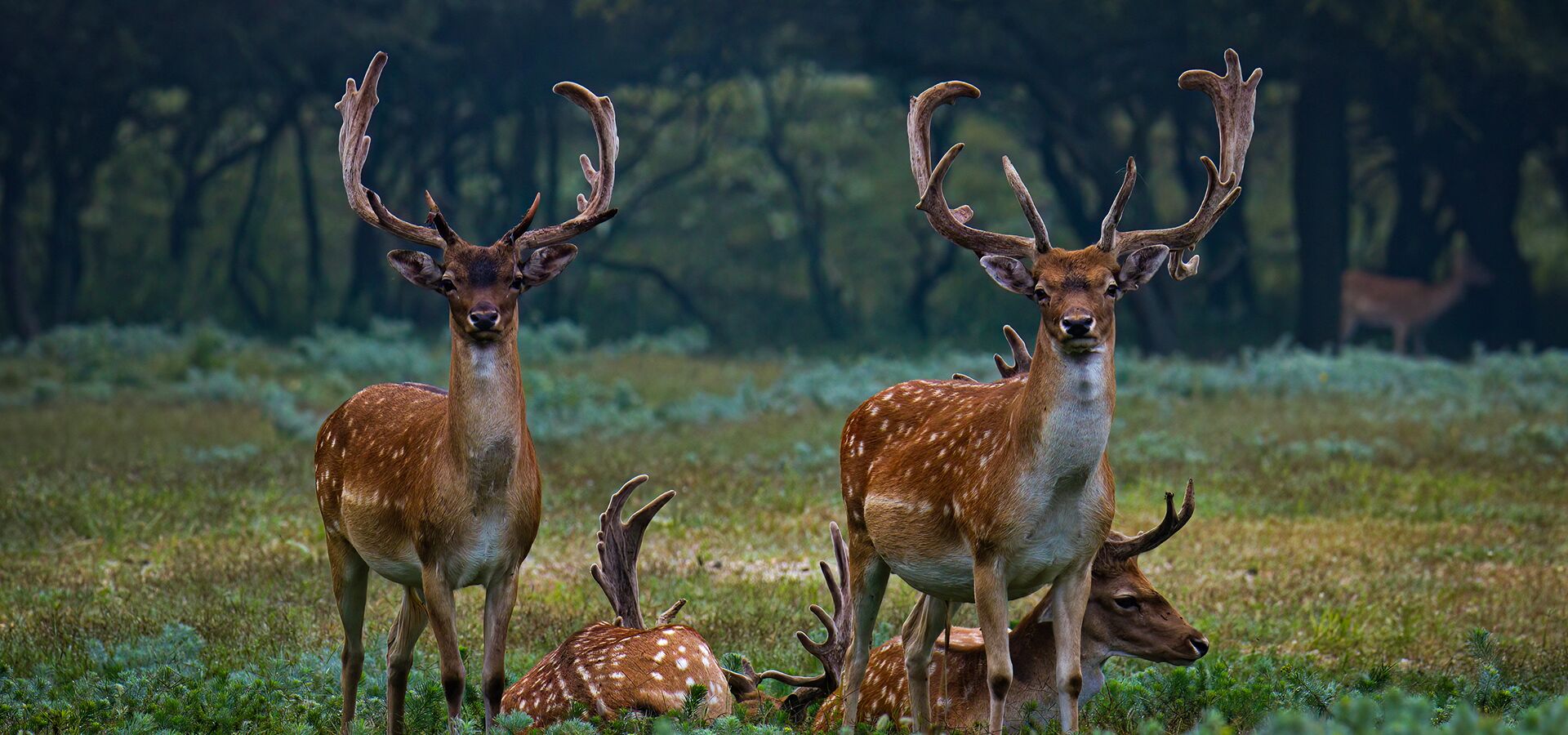 Exkluzív vadászatok Magyarországon